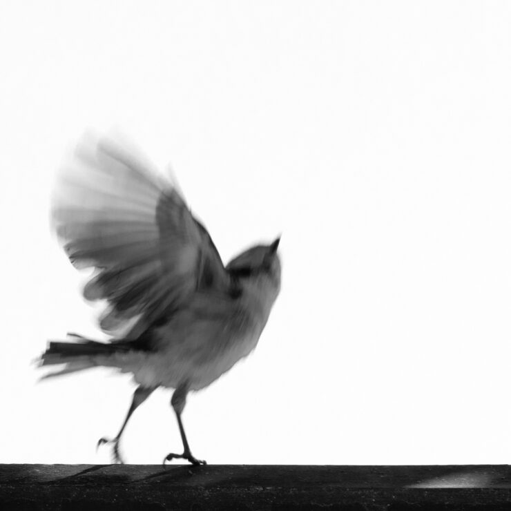 Vogel mit ausgebreiteten Flügel