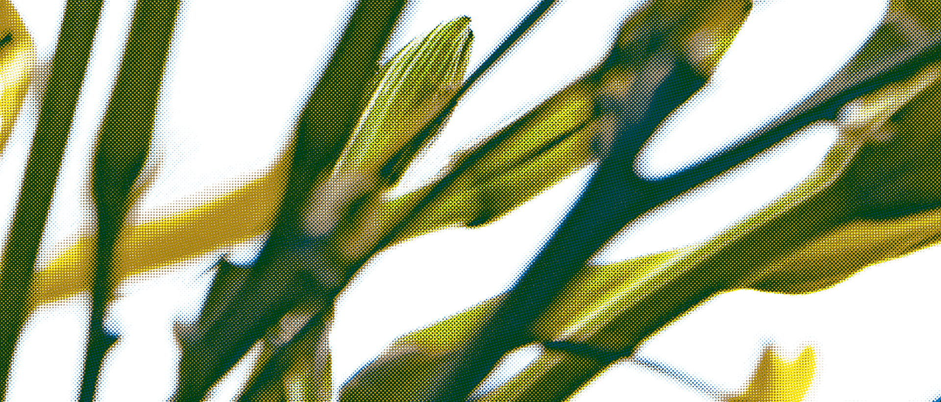 Detail einer Risografie von Taglilien Titel: Taglilien YGOB